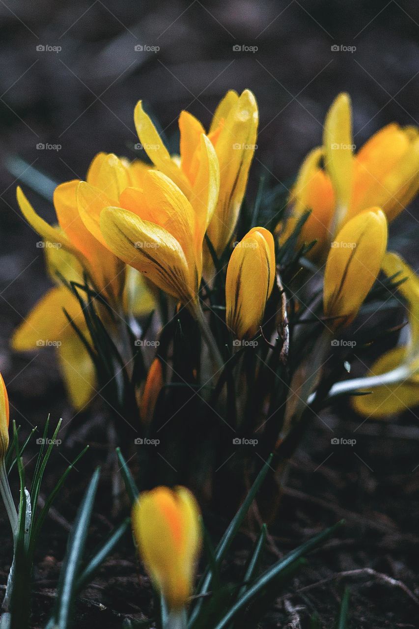 Beautiful budding yellow flowers