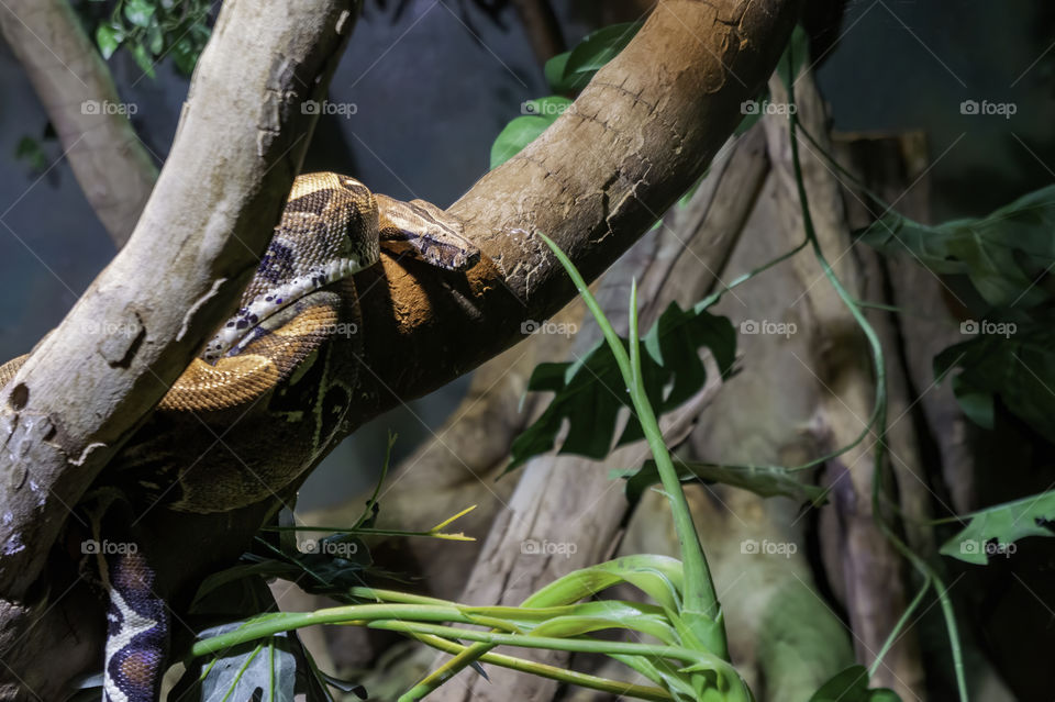 Boa constrictor on a branch