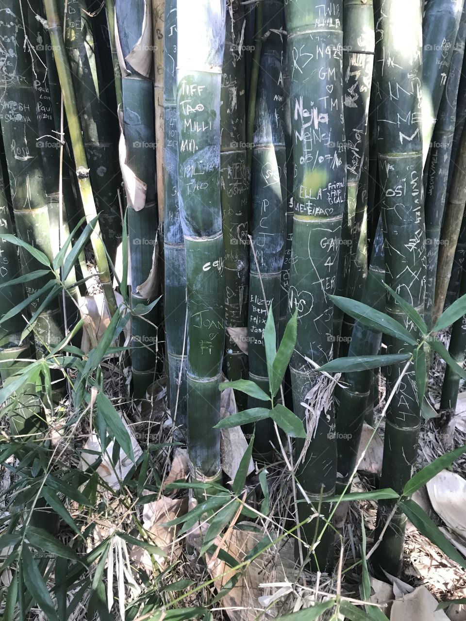 Bamboo with messages 