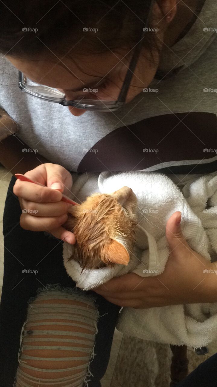 Cat being nursed of wounds 