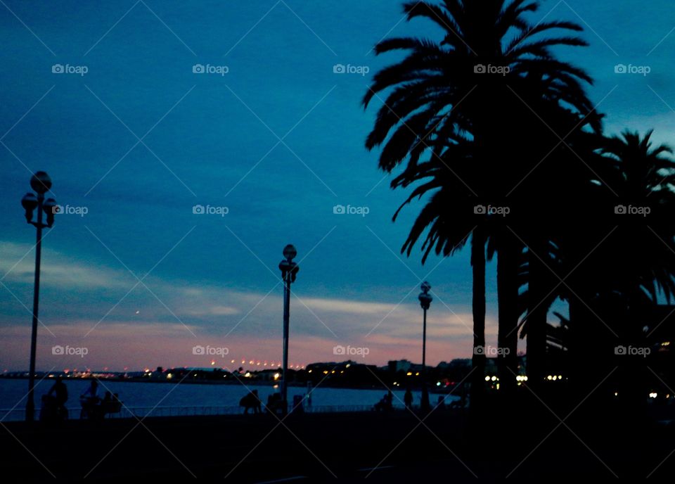 Silhouette of palm trees on beach