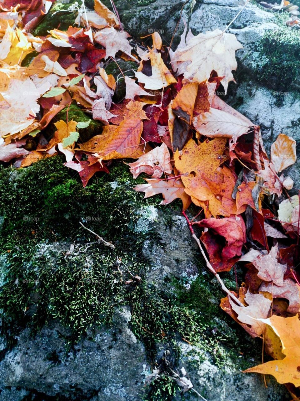 Maple leaves on a fall  afternoon  walk