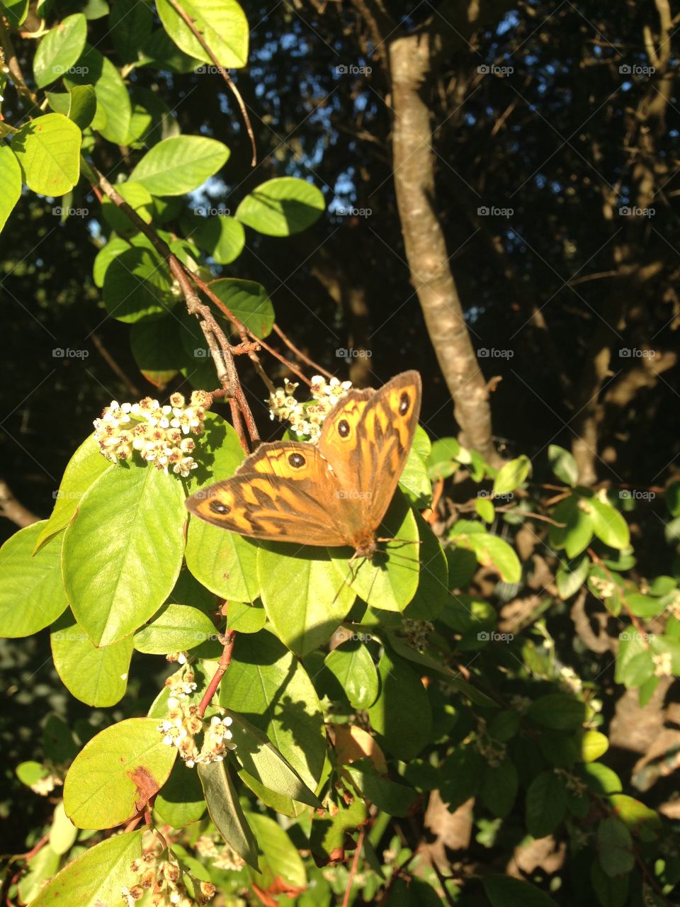 Monarch butterfly in nature