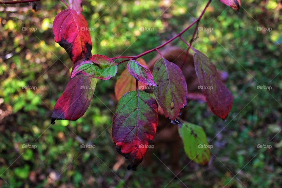 Fall Colors in Wisconsin.......