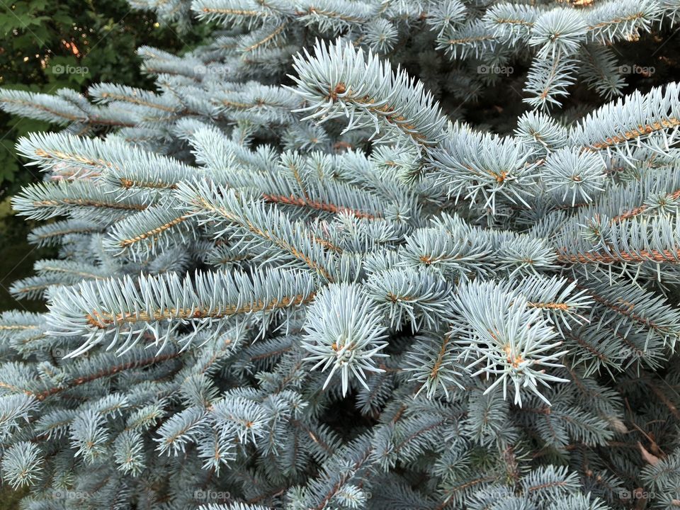 Blue spruce 2 