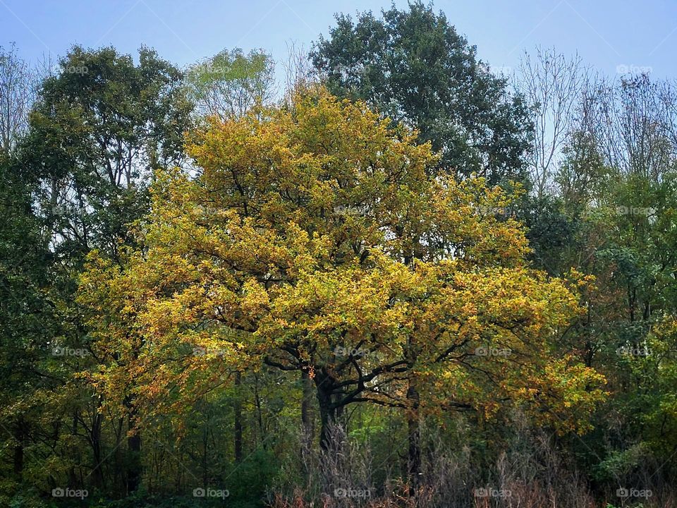 The yellow colored tree