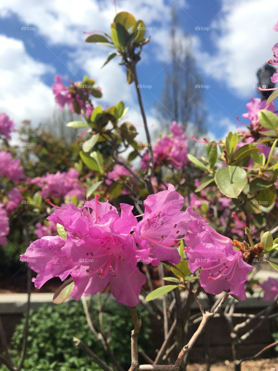 Purple gem rhododendron with greenery, cerulean sky and clouds