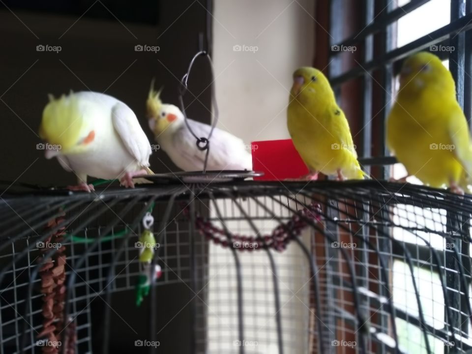 🐦 My Pet Birds