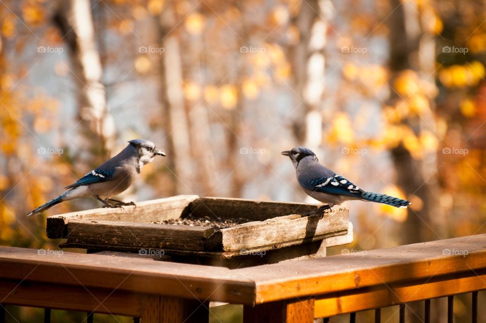 Bluejays at the bird feeder 