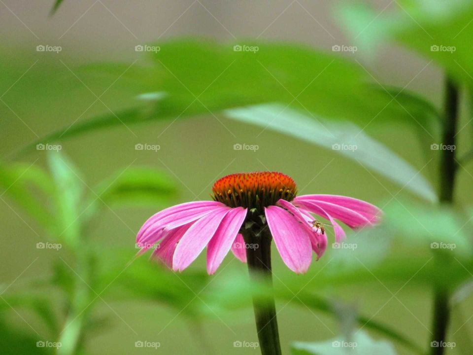 Pink Cconeflower