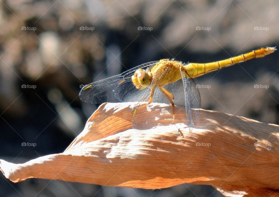 Yellow dragonfly on a brown leaf
