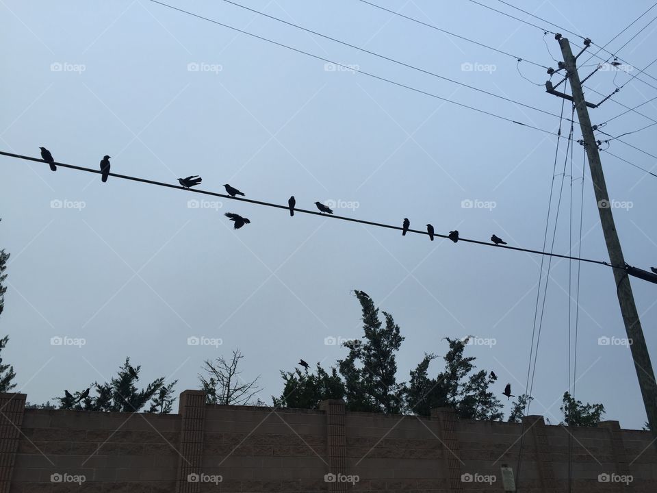 Birds on a power line 