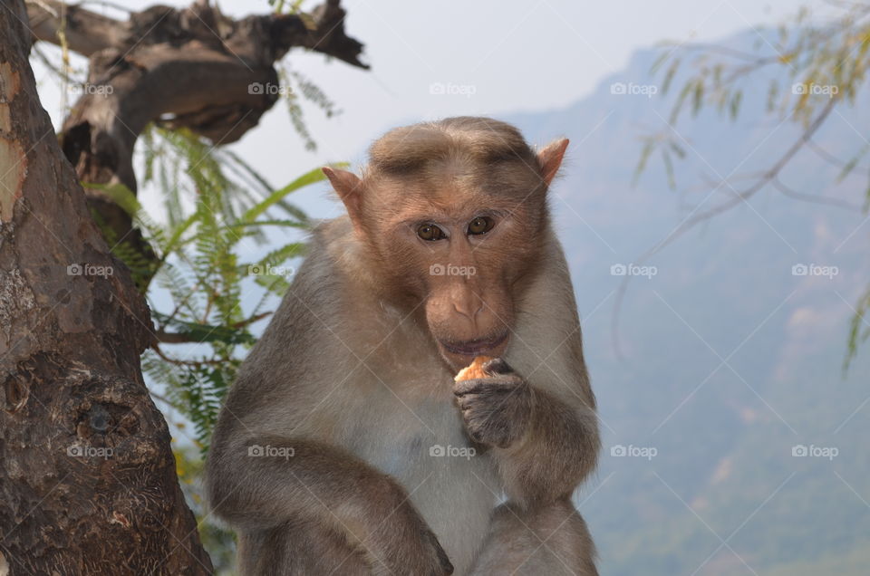 monkey having its breakfast real quick in a hill station