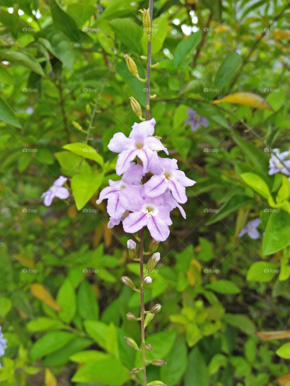 Hanging flower light purple