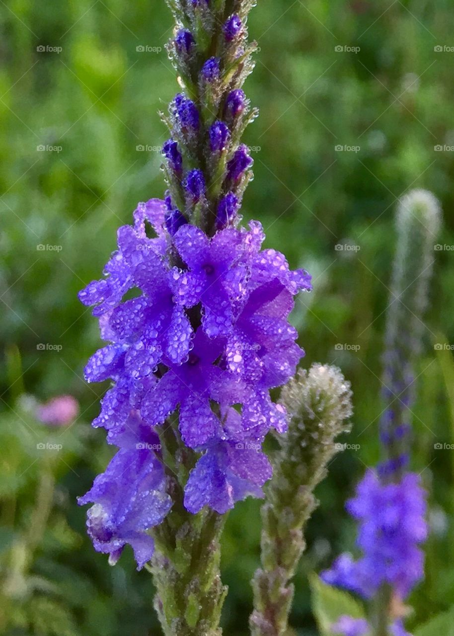 Closeup of dew-covered Hoary Vervain in bloom in a shady meadow 