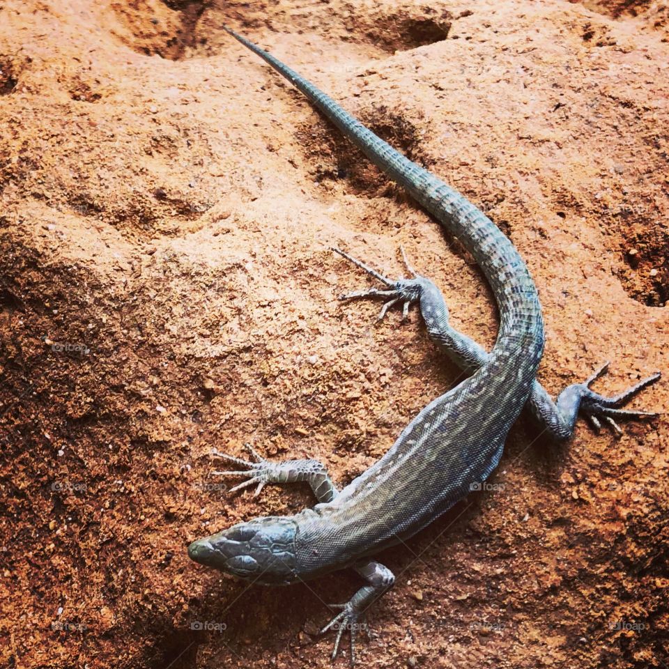 Wall lizard 