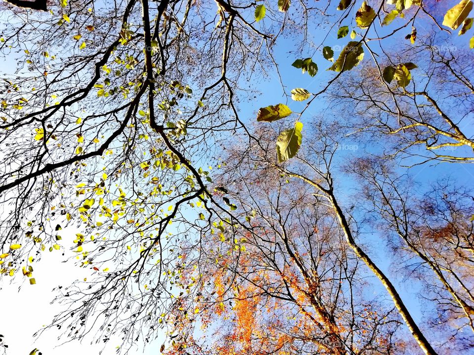 Fall, Season, Tree, Leaf, Branch