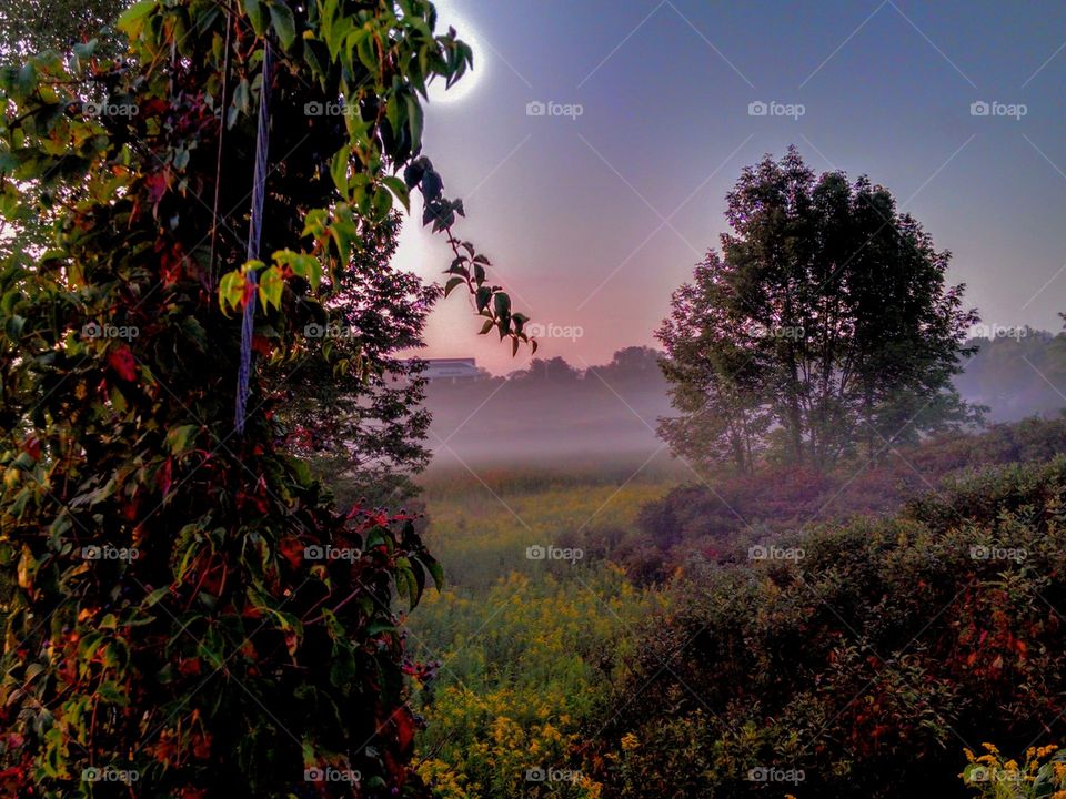 Tree, Fall, Leaf, Nature, Landscape