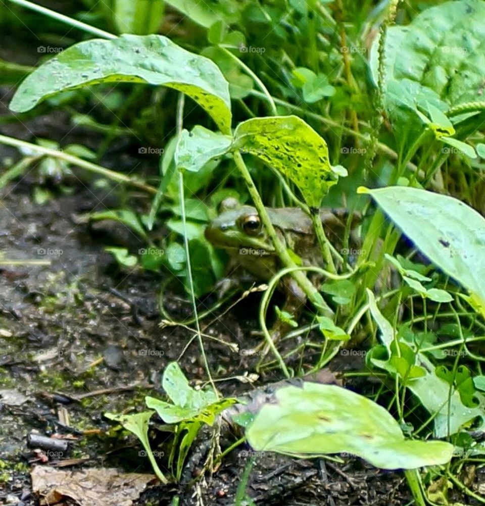 I almost walked right by this amazingly camouflaged green toad.