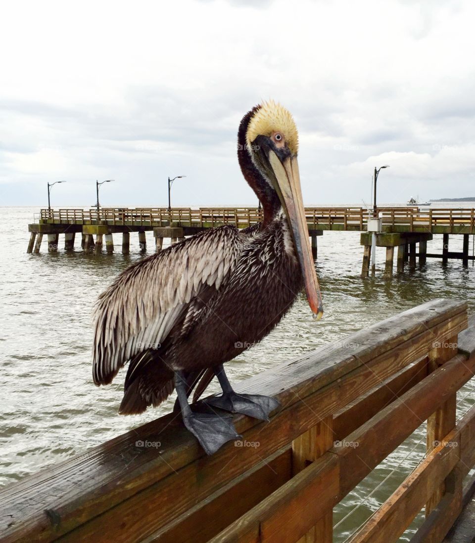 Pelican sitting on a dock