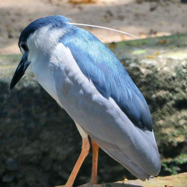 Beautiful bird