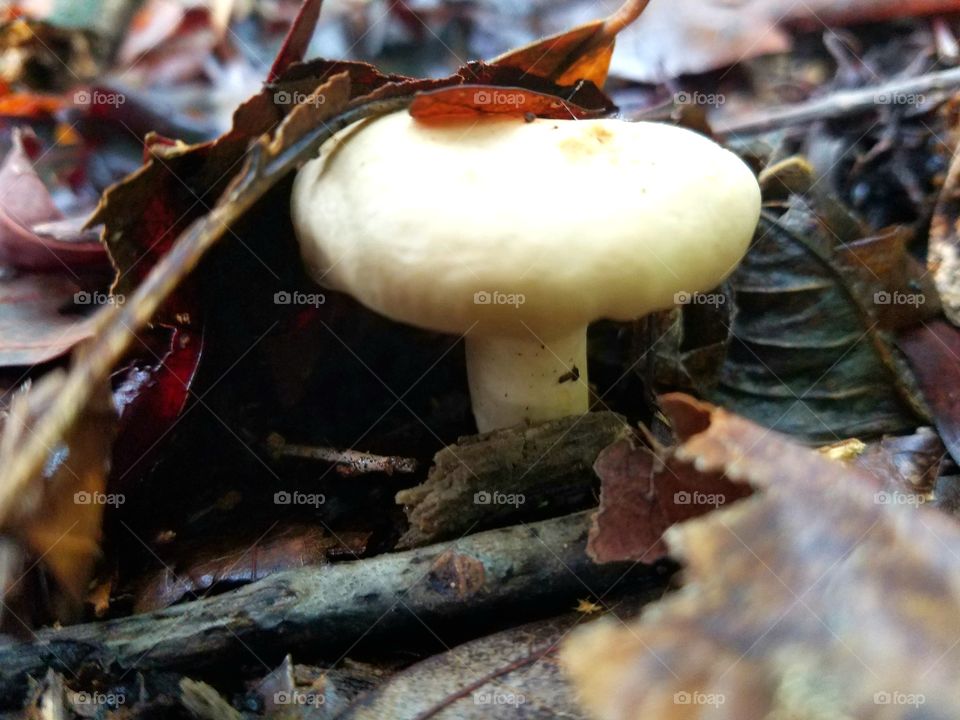 mushroom under leaves.