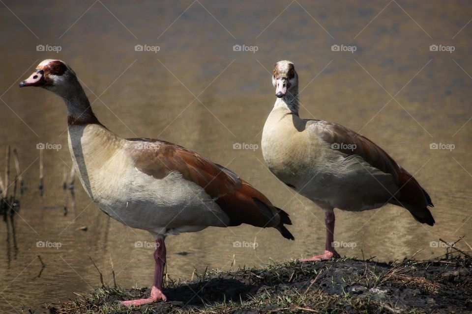 Egyptian geese