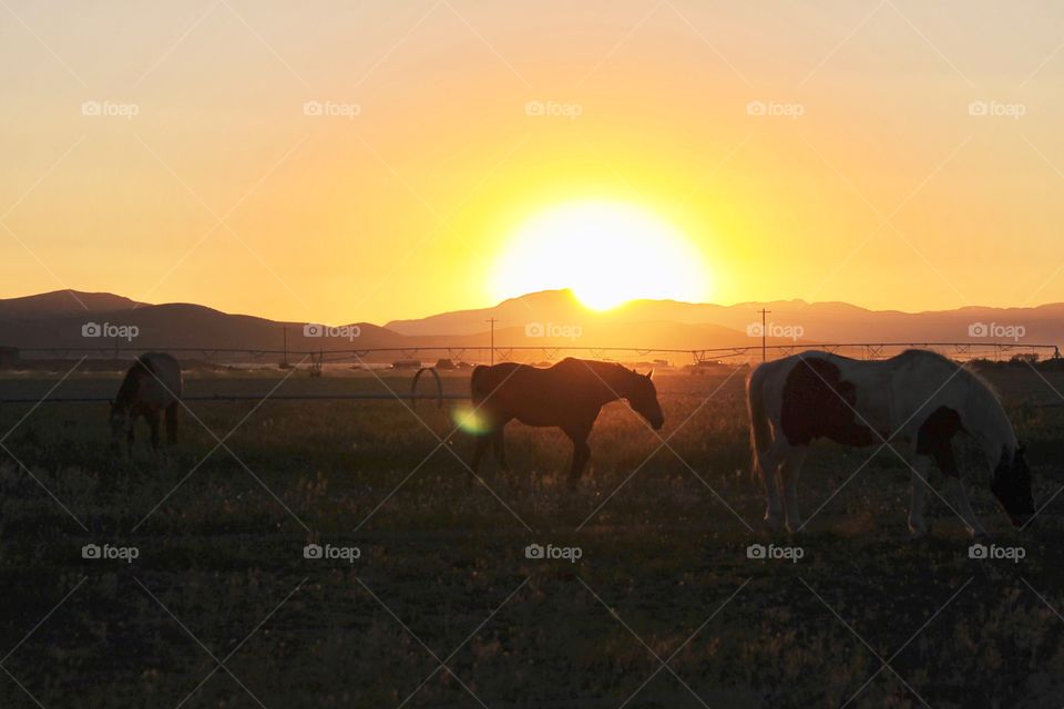 Sunset on the farm