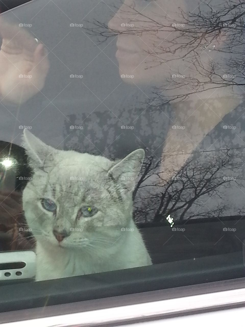 Whitish cat looking out car window to say goodbye as he goes on his road trip. 