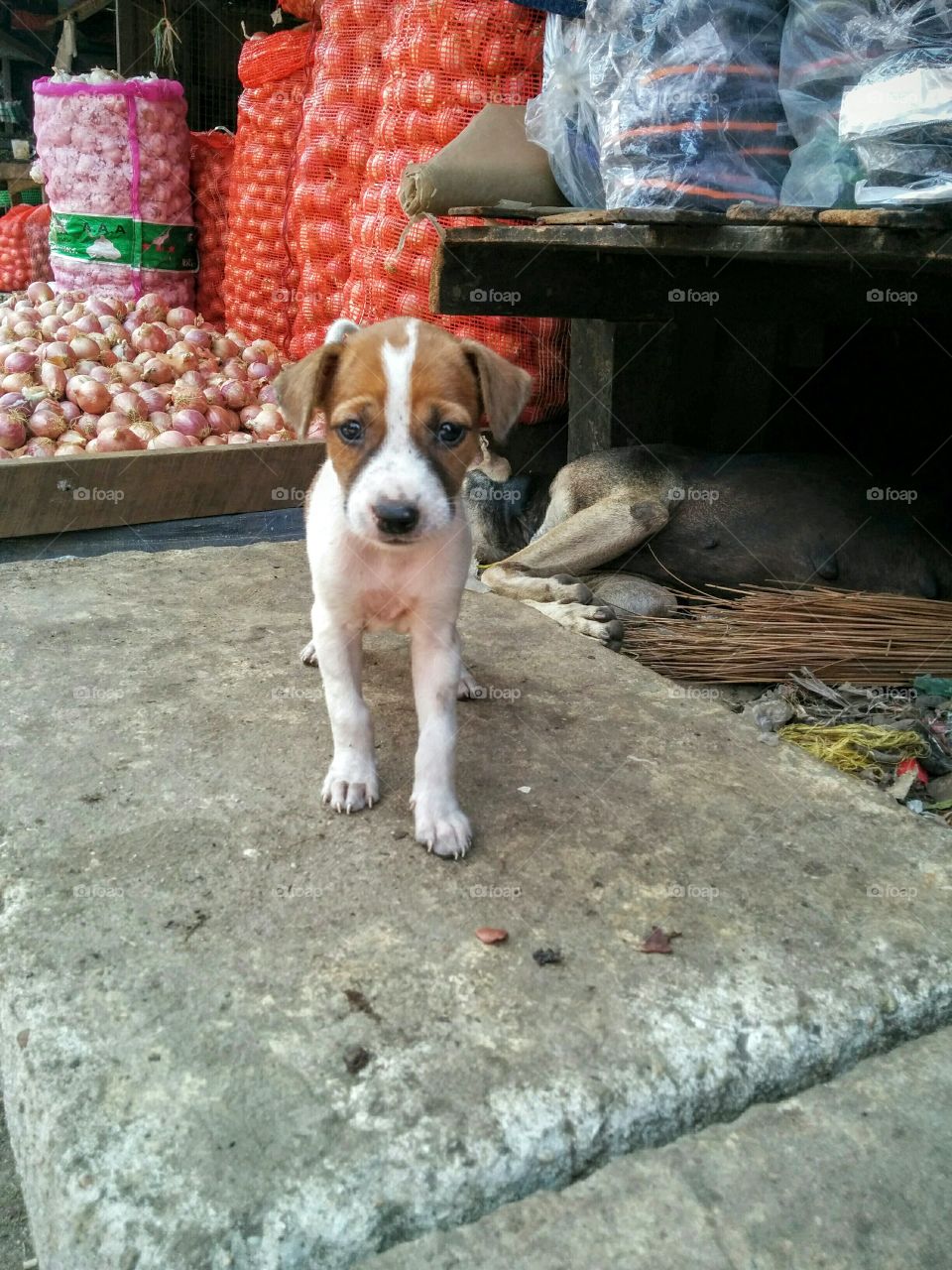 adorable puppy in a market
