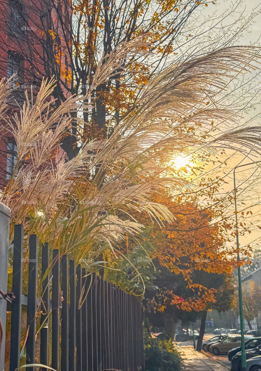 Autumn sunset, lightly foggy weather, warm light, trees covered with yellow and orange leaves, long alley along the road with cars, small town