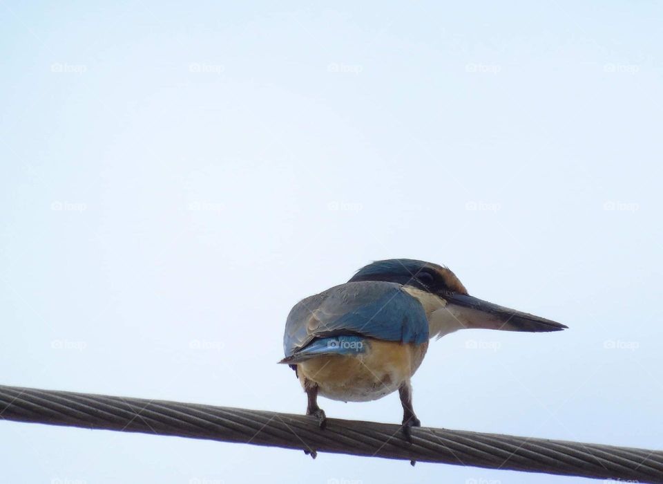 Sacred kingfisher. Medium size with oranje body up bird at the cable. Specialist of mangrofe, or just lowland site habitat of its.