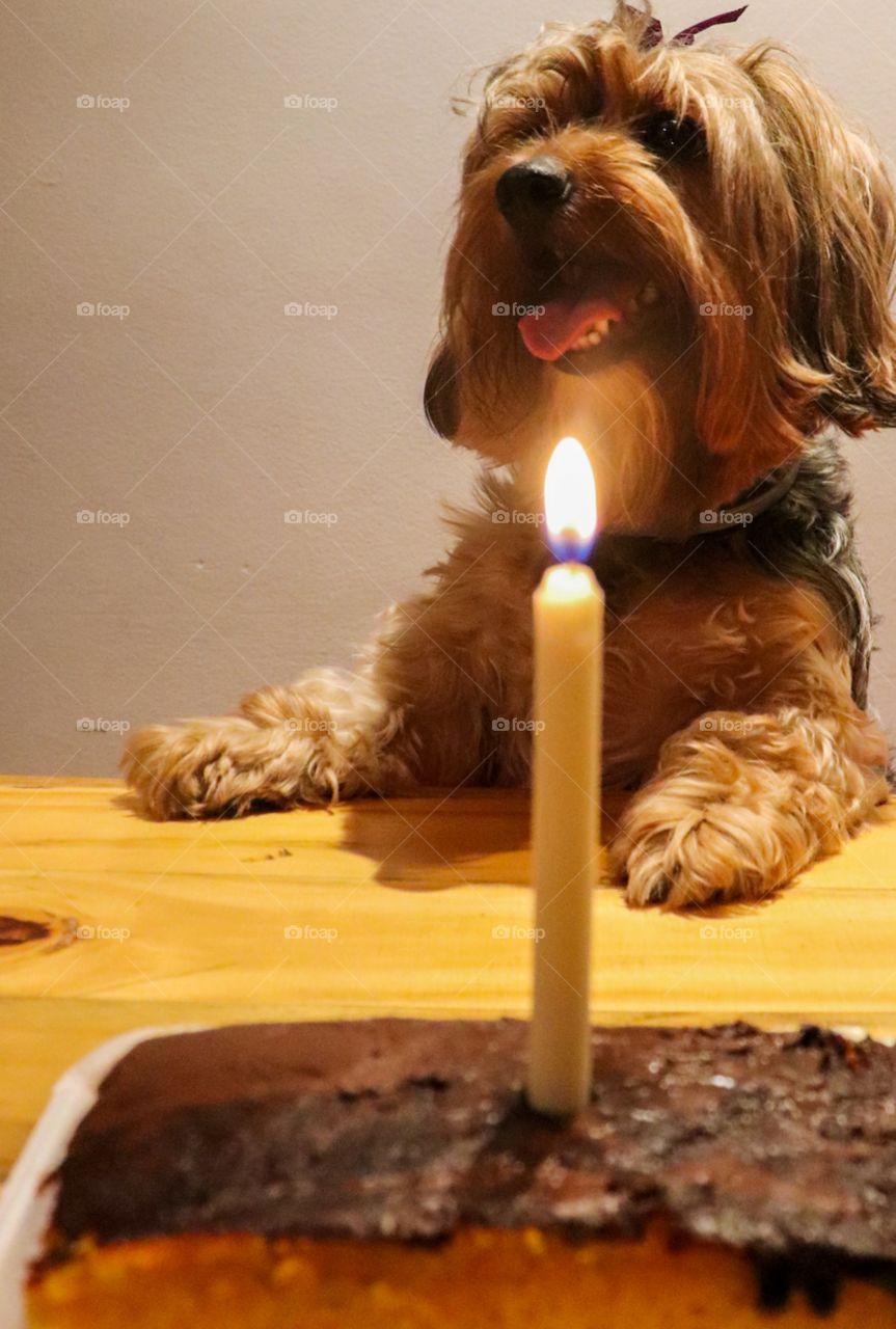 birthday dog