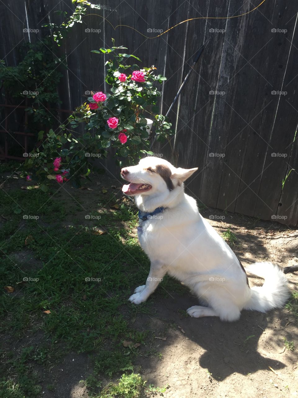 Dog smiling in garden