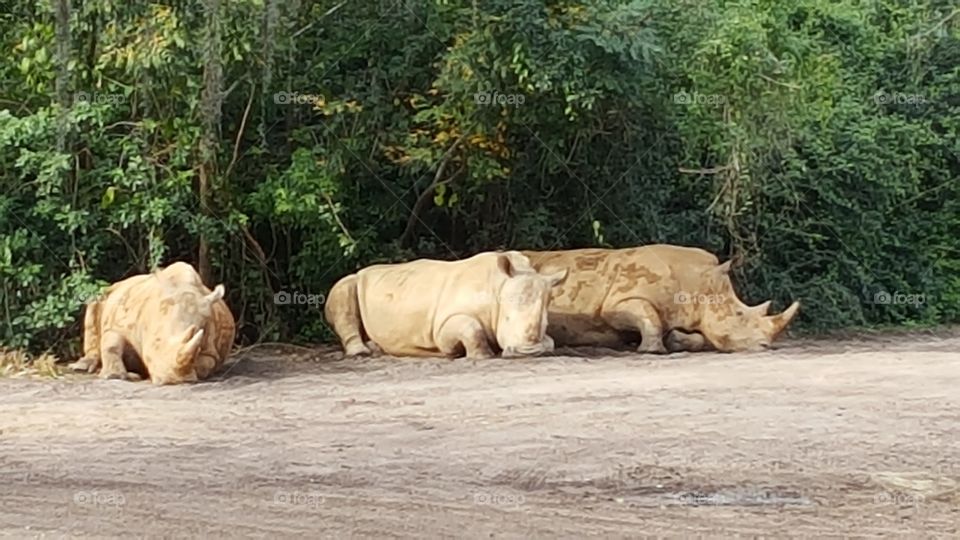 A herd of white rhinos take a load off in the shade at Animal Kingdom at the Walt Disney World Resort in Orlando, Florida.