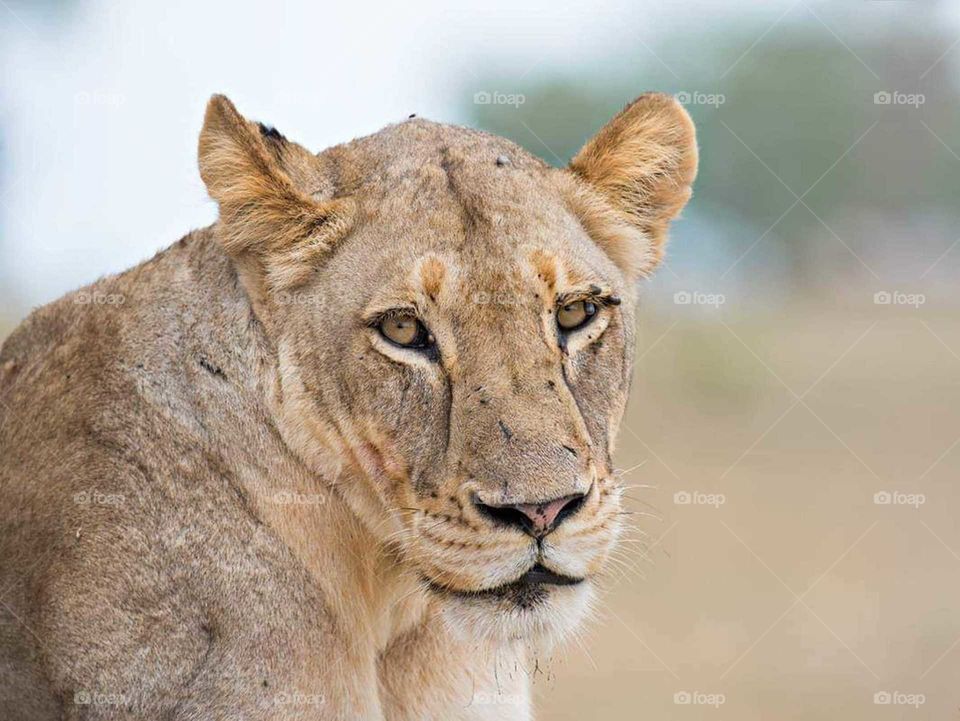 beautiful lioness with big eyes and ears