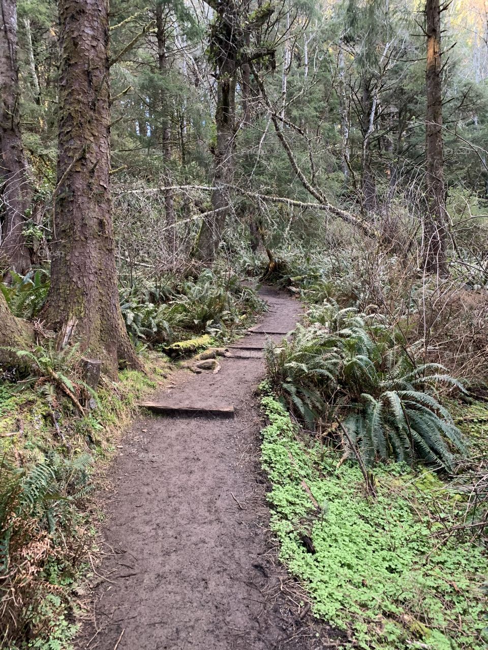 Getting lost during a forest hike. 