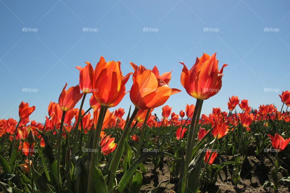 Translucent Tulips