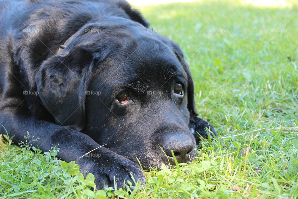My dog resting in the garden