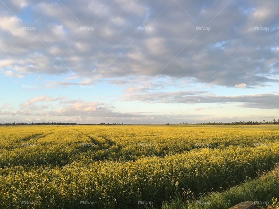 Landscape, Agriculture, Field, No Person, Crop