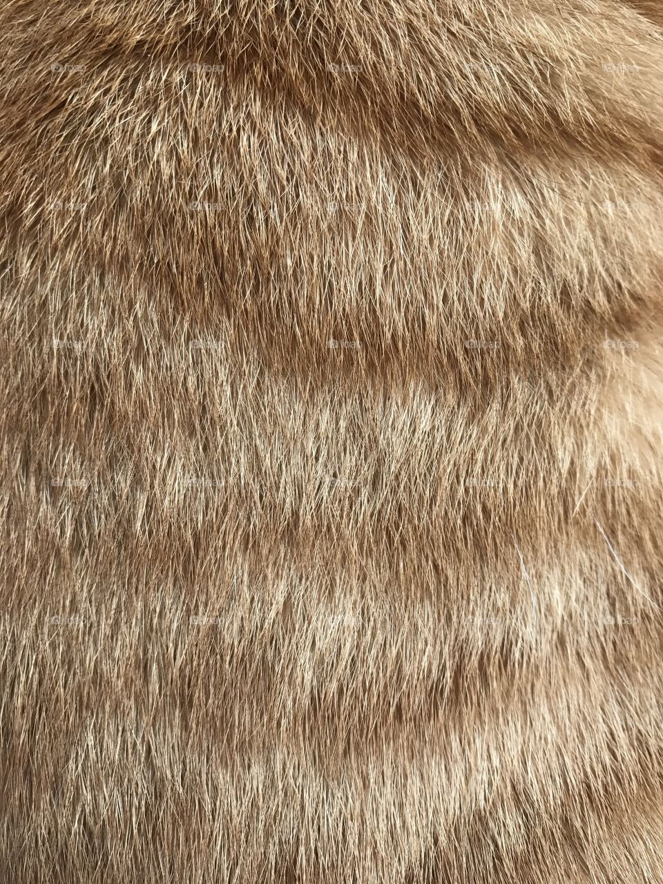 Cat fur. Texture or background.