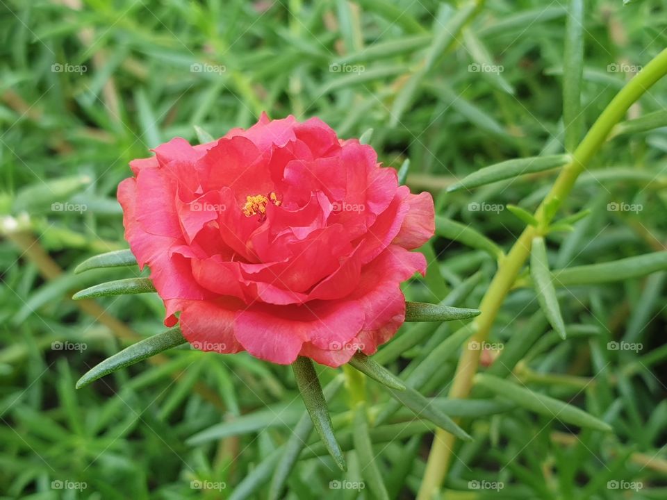 the portulaca grandiflora