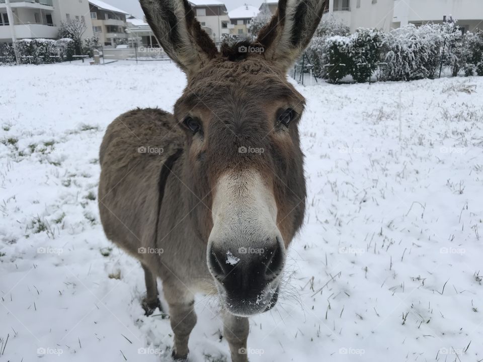 Âne donkey snow winter