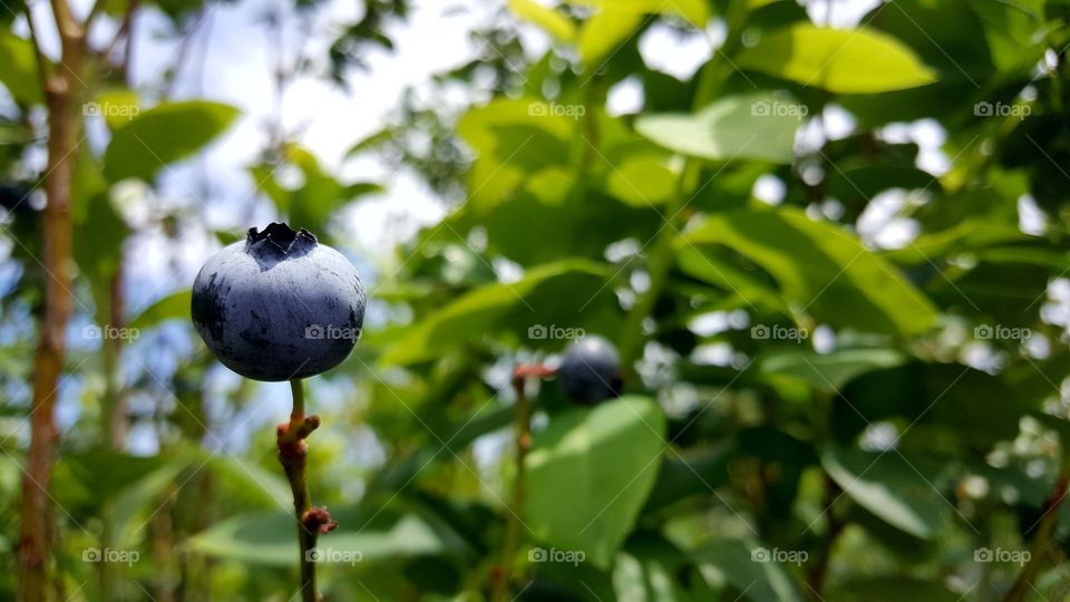 blueberries 4