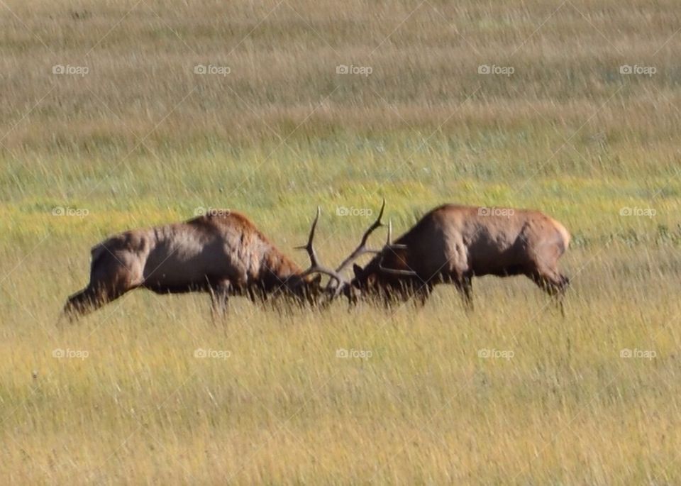 National geographic elk battle