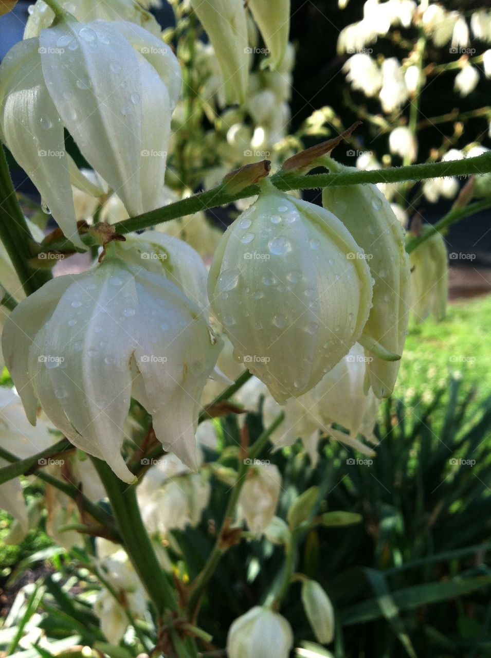 Raindrops on Yucca