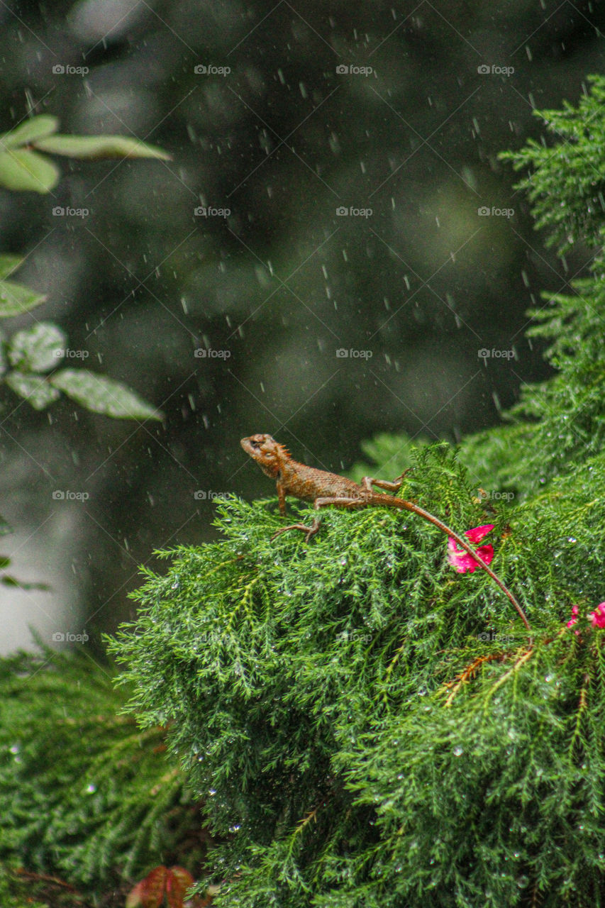 enjoying rainy day. Chameleon with rainy background.photography in rainy season.
Animal theme photography.wild life photography