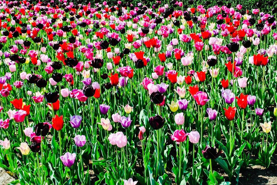 Central Park tulips in April