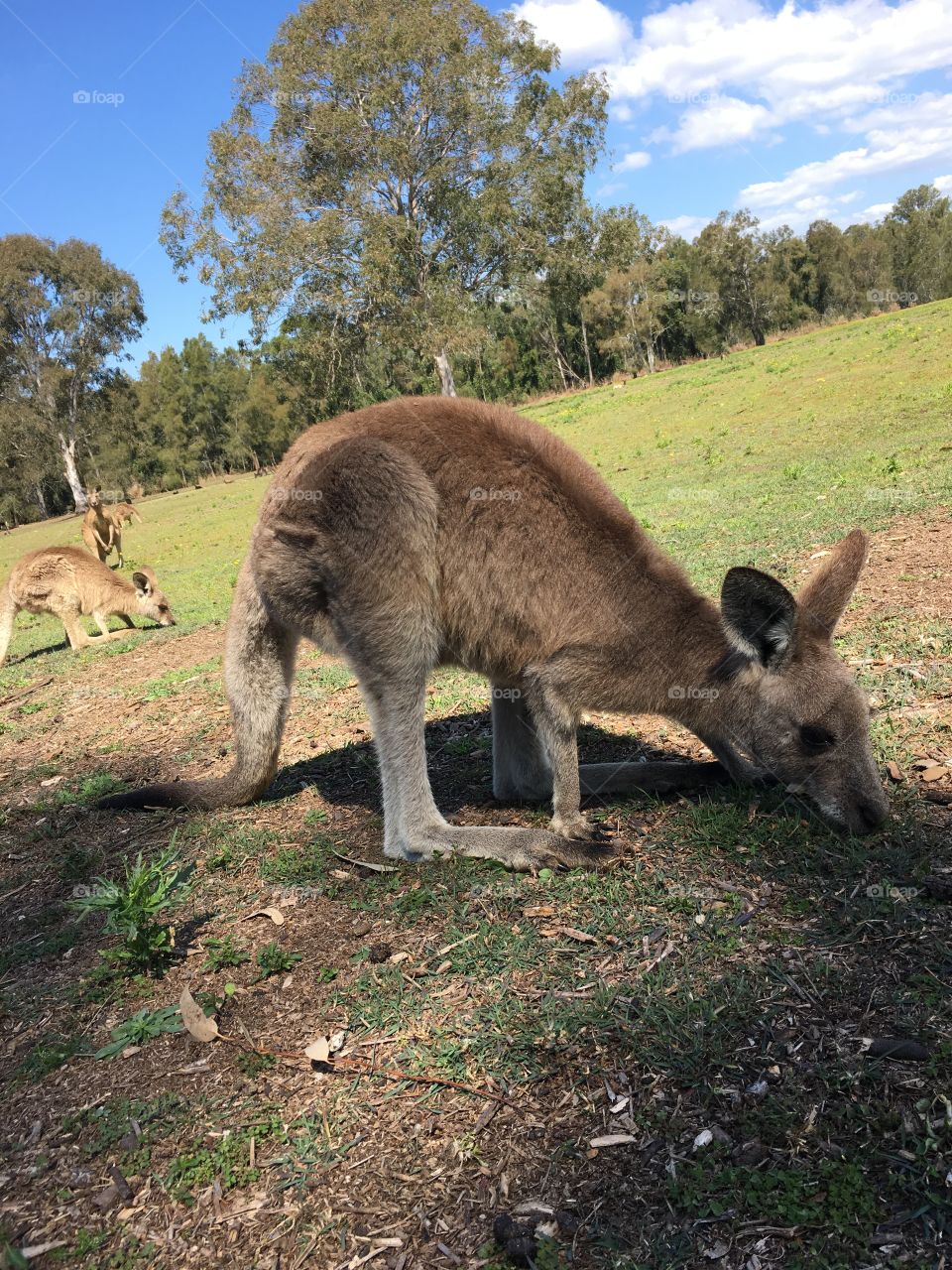 Wallaby feeding