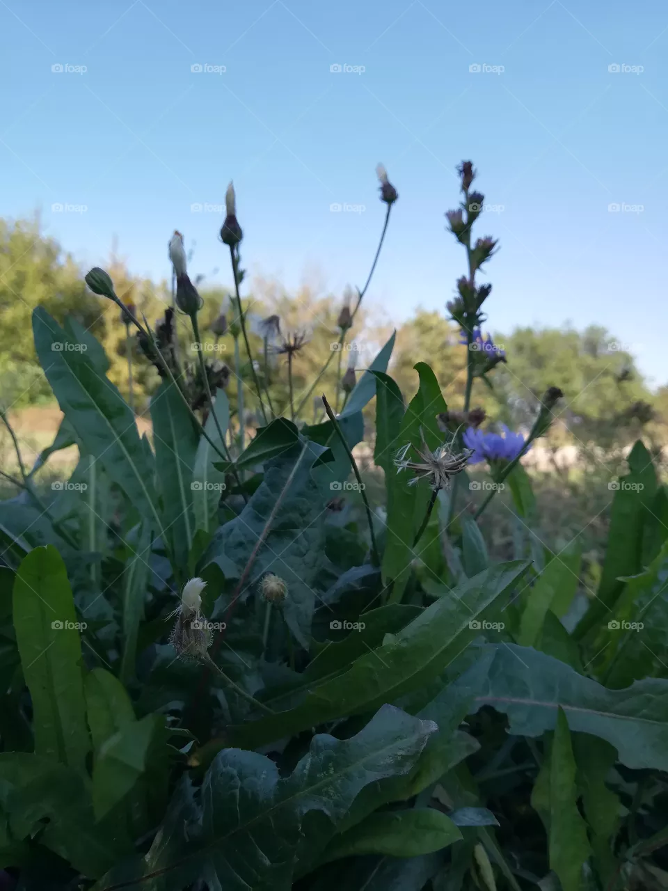 Nature